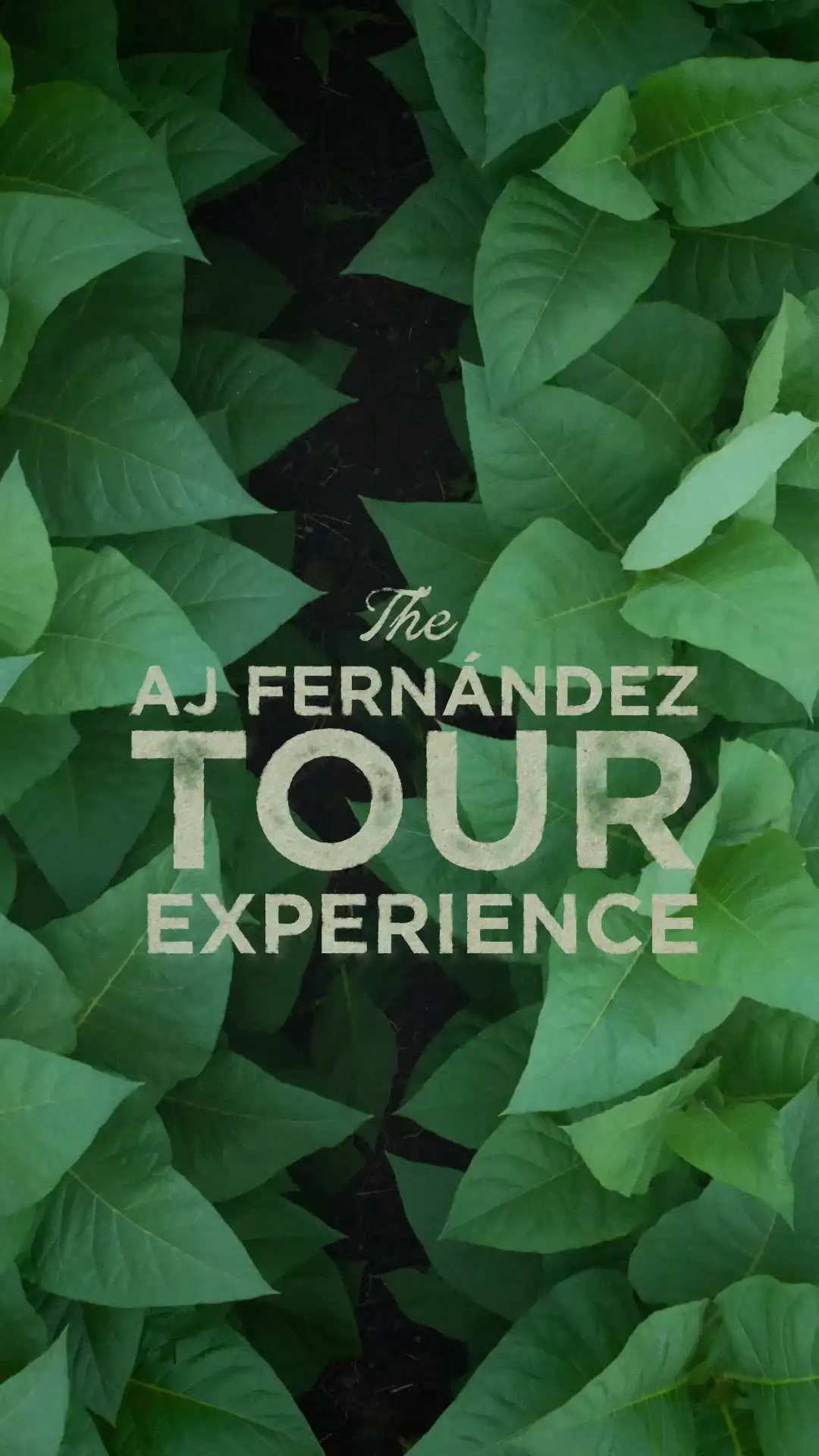 Visitor Experience testimonial